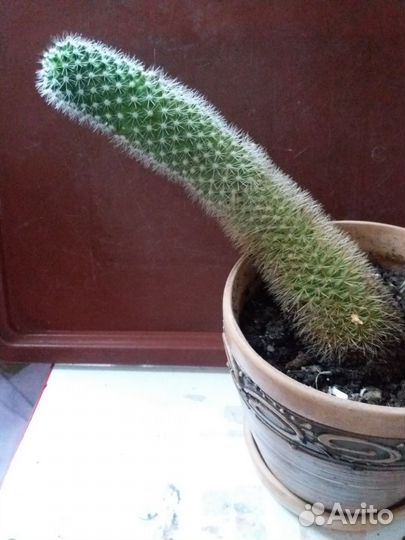 Кактус