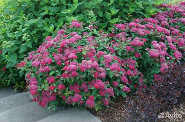 Спирея дубль плей