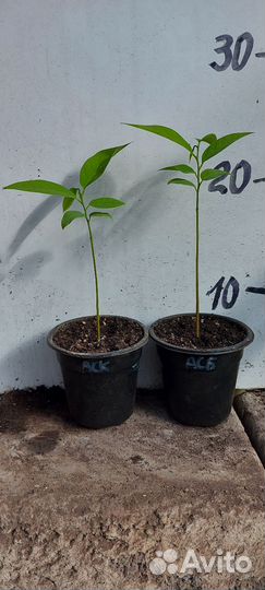 Экзотические плодовые растения Аннона