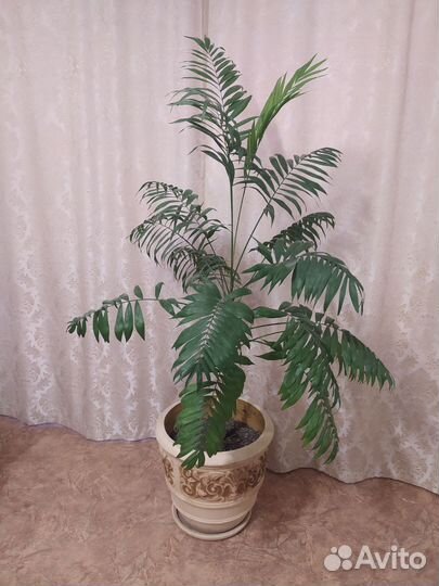 Пальма хамедорея