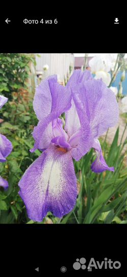 Ирисы 1.5 метра высотой, цветы 25 см в диаметре