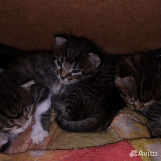 В добрые руки