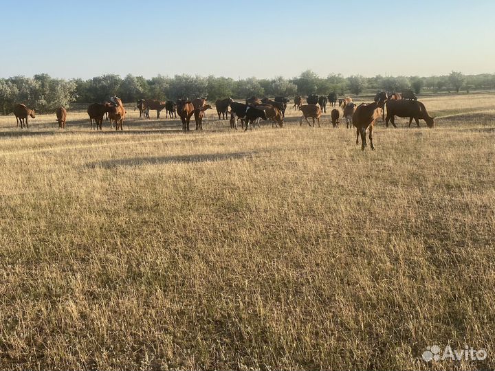 Быки и телки