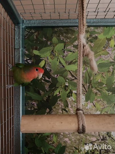 Попугай неразлучники