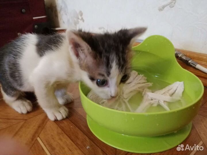 Котята 1,5 месячные в дар. Можно отдать по-одному