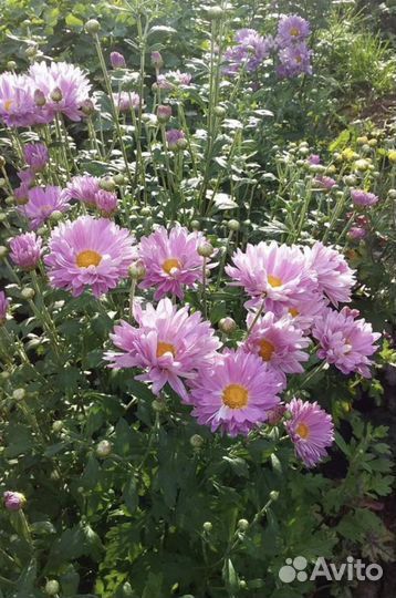 Хризантемы мультифлора