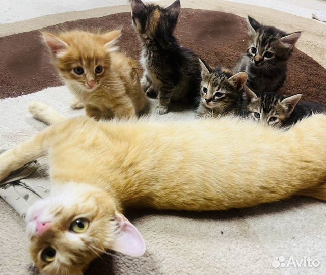 Котята в добрые руки