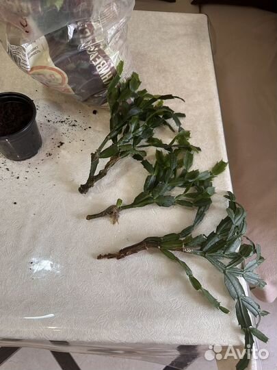 Декабрист шлюмбергера белый