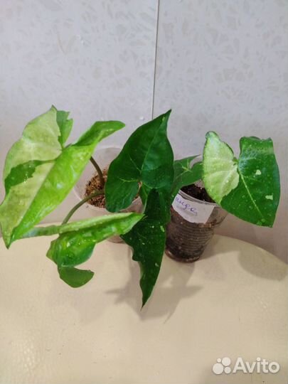 Сингониумы