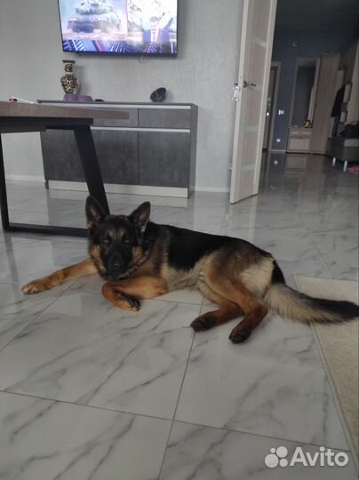 Вязка животных