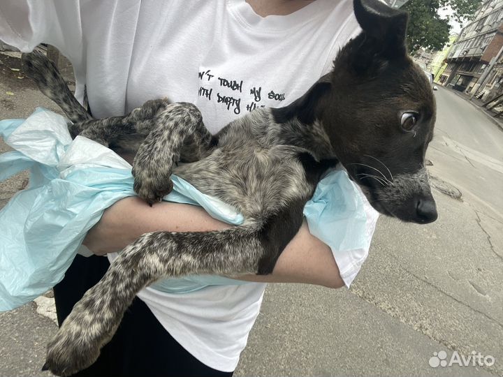 Щенок помесь курцхаар