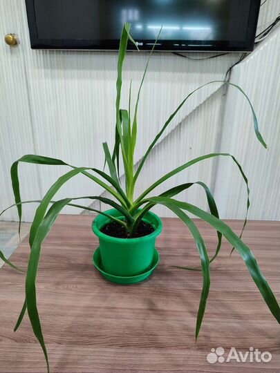 Драцена Драконово дерево