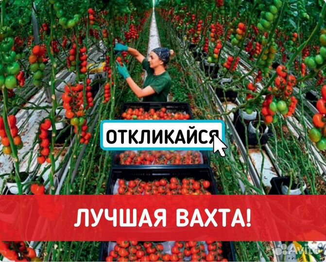 Вахта в Кашире с питанием Разнорабочий