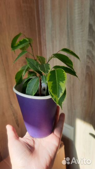 Фикус бенджамина пестролистный