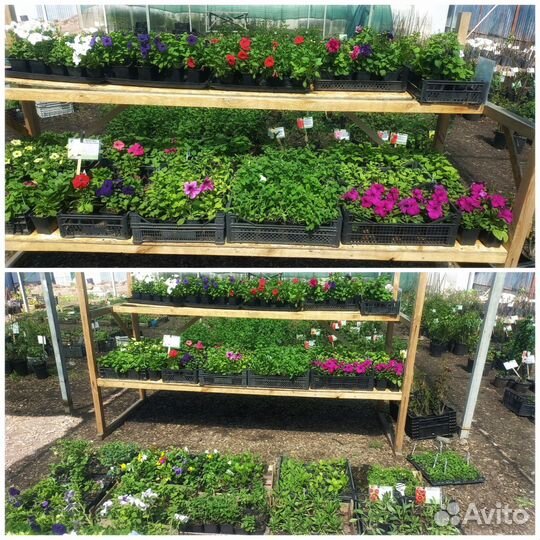 Саженцы, рассада, декоративные, крупномеры