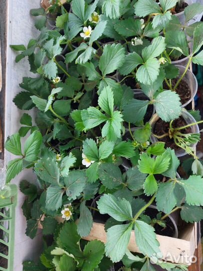 Клубника рассада