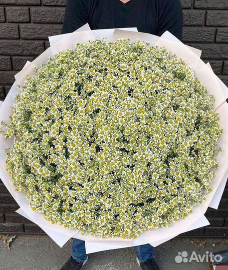 Доставка цветов. Ромашки