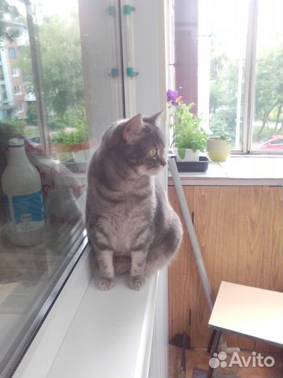 Шотландская кошка