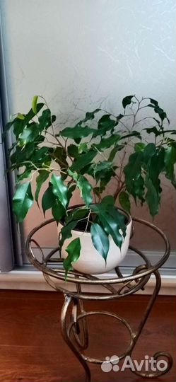 Домашние цветы