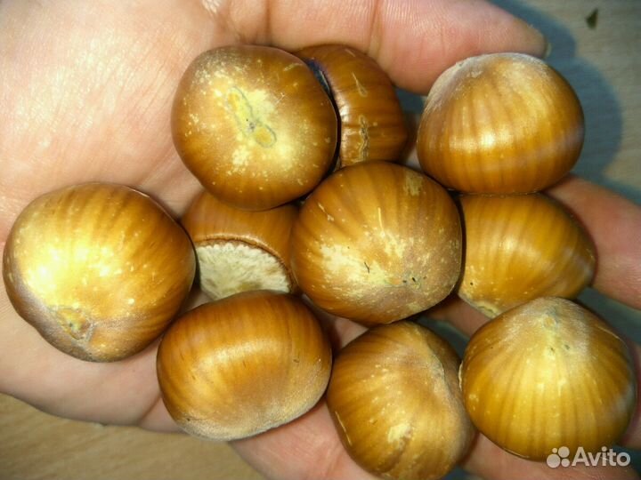 Орехи Фундук крымский, саженцы