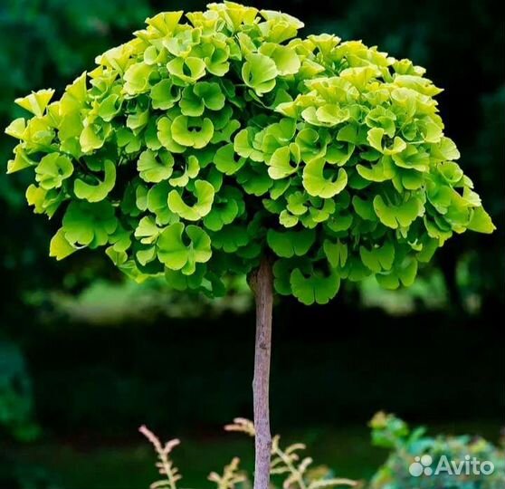 Саженцы Гинкго Билоба