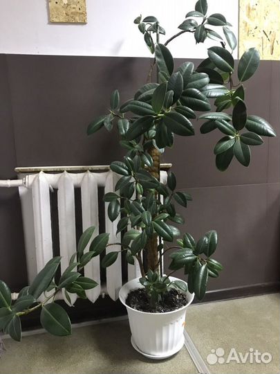 Цветы комнатные