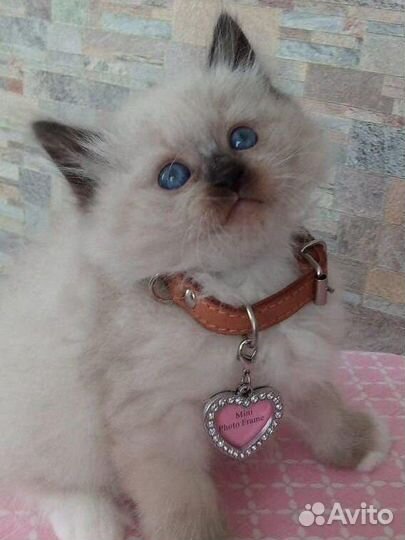 Невские маскарадные котята