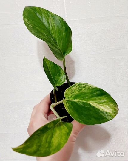 Сциндапсус марбл квин