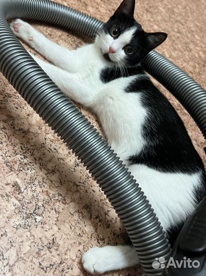 Котенок девочка