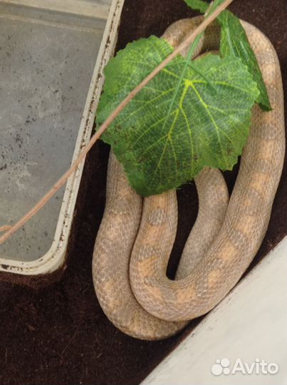 Маисовый полоз