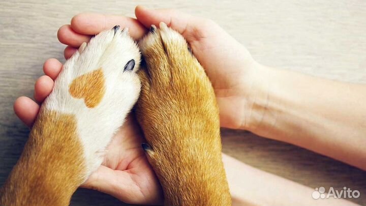 Вакцинация. Кастрация. Стерилизация передержка
