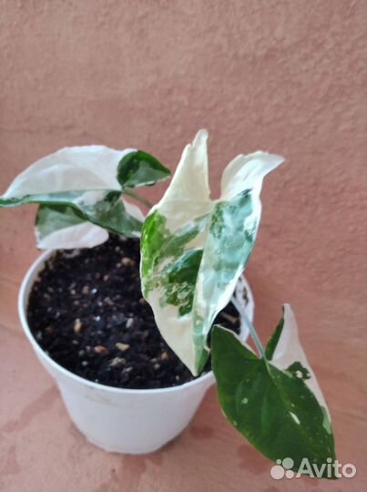 Сингониум Империал Вайт