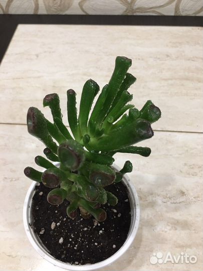 Крассула Хобит и Толстянка древовидная