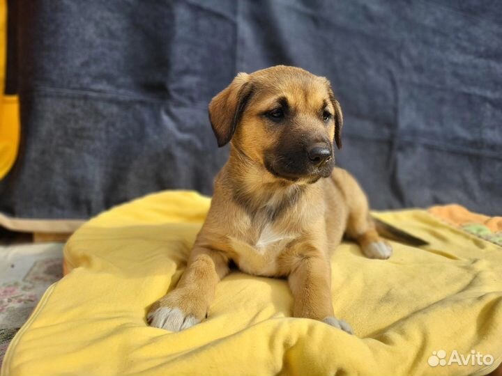 Красивые щенки 1 месяц в дар