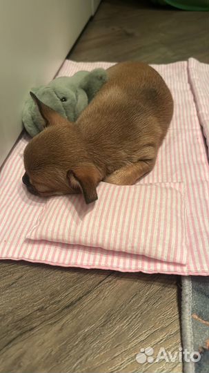 Передержка животных