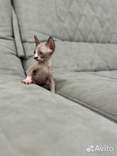 Канадский сфинкс котенок мальчик