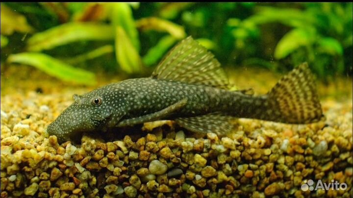 Сом анцитрус