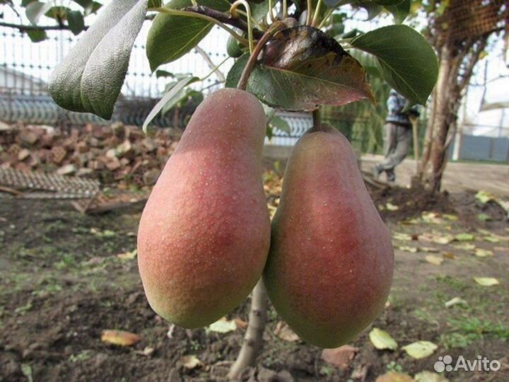 Саженцы груши Осенняя Яковлева