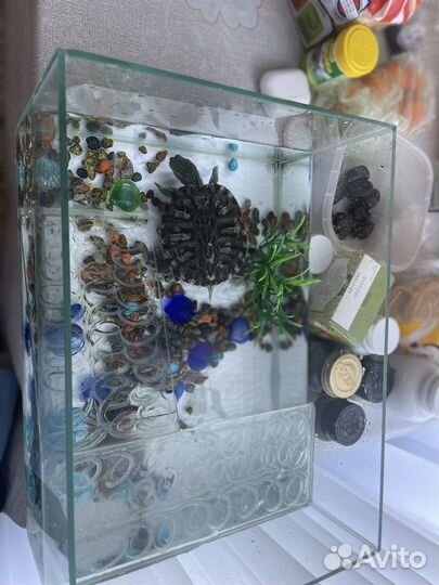 Черепаха с аквариумом