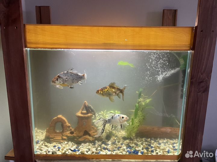 Аквариум