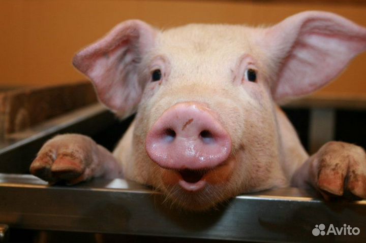 Мясо свинины деревенское вес туши 60-70 кг