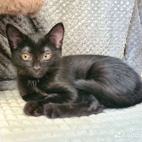 Котодети в подарок, только в добрые-добрые руки:)