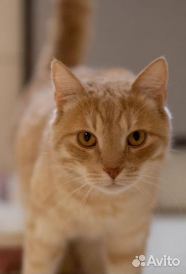 Ищем дом для очаровательного рыжика Жерома