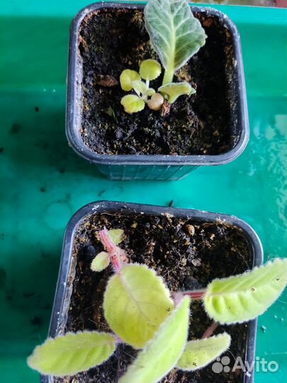 Комнатные цветы