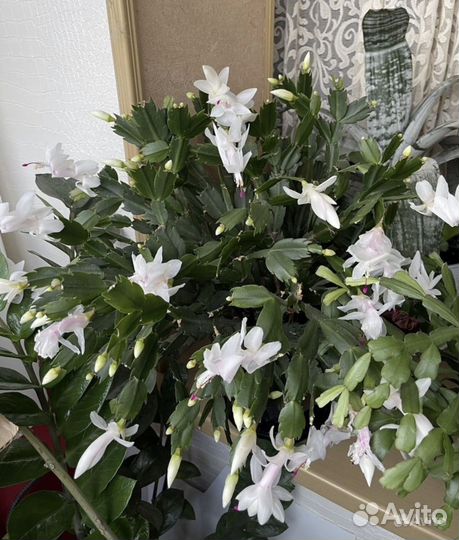 Декабрист (шлюмбергера)