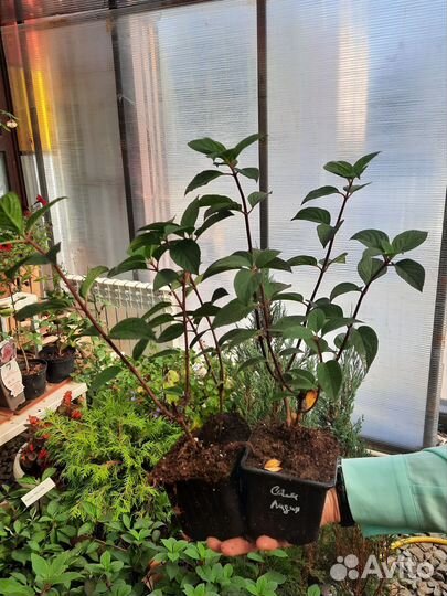 Гортензия метельчатая