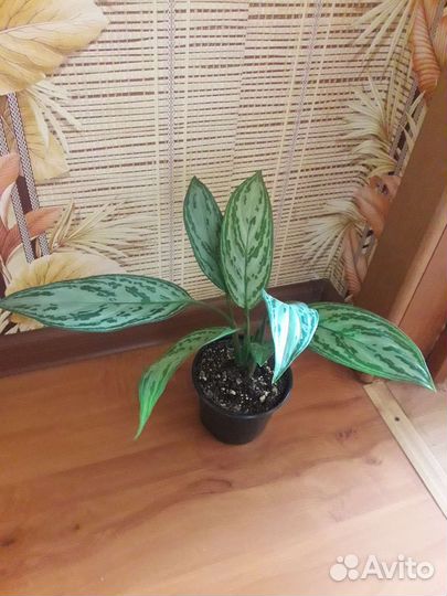 Калатея, крестовник и др