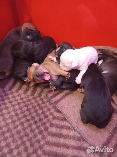 Собаки Питбуль