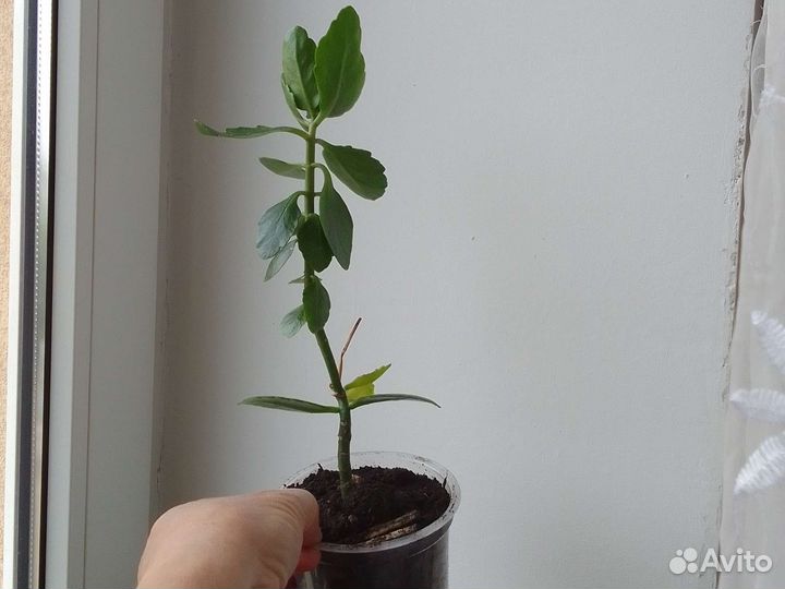 Каланхоэ махр.молодые кусты