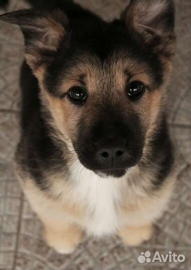 Щенки в добрые руки, в дар